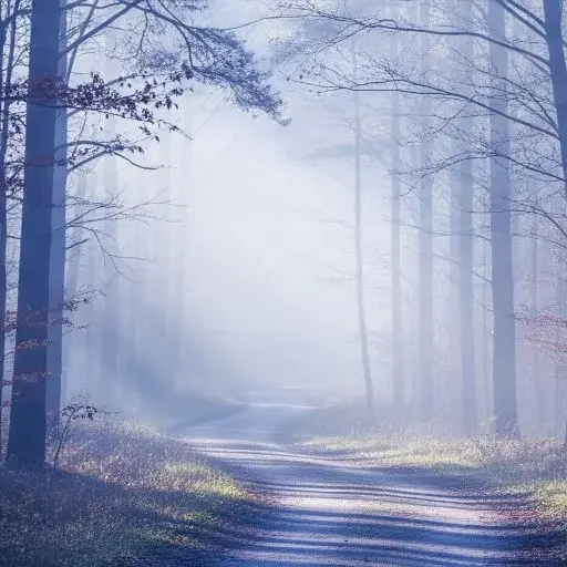 Rustig bospad in de ochtendmist als symbool voor persoonlijke groei en innerlijke rust